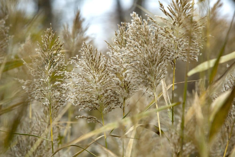 Bushy heads of Phragmites plants at the edge of the Rough Meadows marsh (RobinLubbock/WBUR)