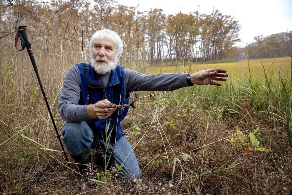 Robert Buchsbaum holds a Phragmites root at the edge of the marsh at Mass. Audubon's Rough Meadows Wildlife Sanctuary in Rowley. (Robin Lubbock/WBUR)