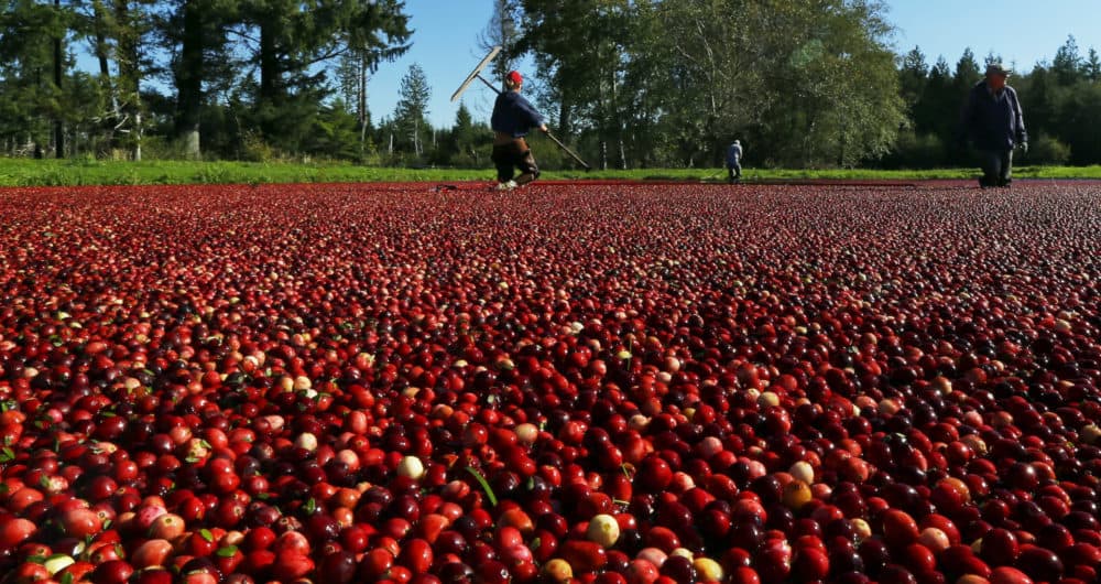 In this Oct. 11, 2016 photo, farmworkers walk through a cranberry bog on a farm in Ilwaco, Wash. (Ted S. Warren/AP)