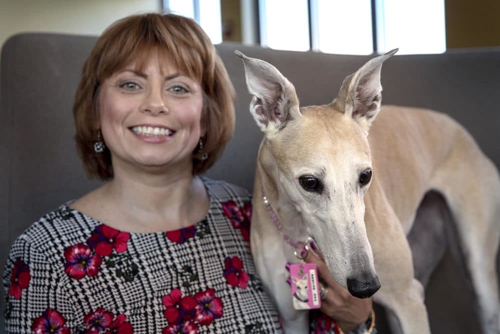 Gina, 7, formerly a racing greyhound, with her owner Christine Dorchak, president and general counsel of the group Grey 2K Worldwide. (Robin Lubbock/WBUR)