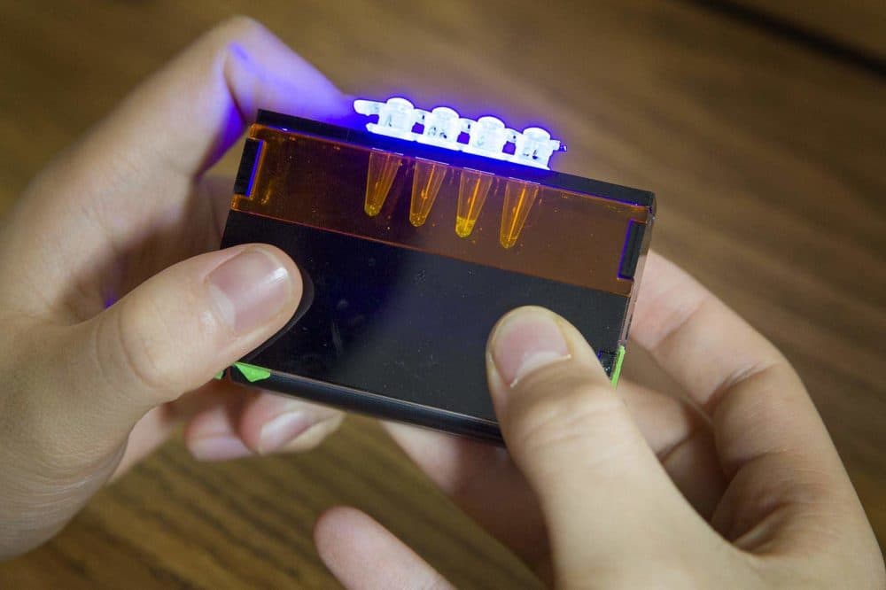 Using a transilluminator to look at fluorescent proteins. (Robin Lubbock/WBUR)