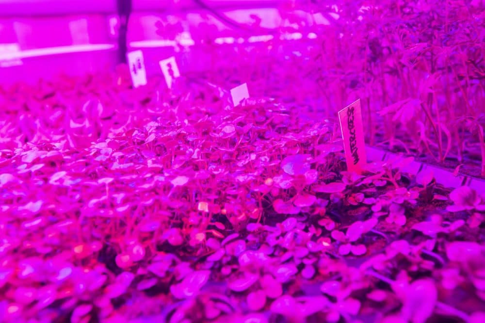 Watercress seedlings sprout beneath LED lights inside the Leafy Green Machine. (Jesse Costa/WBUR)