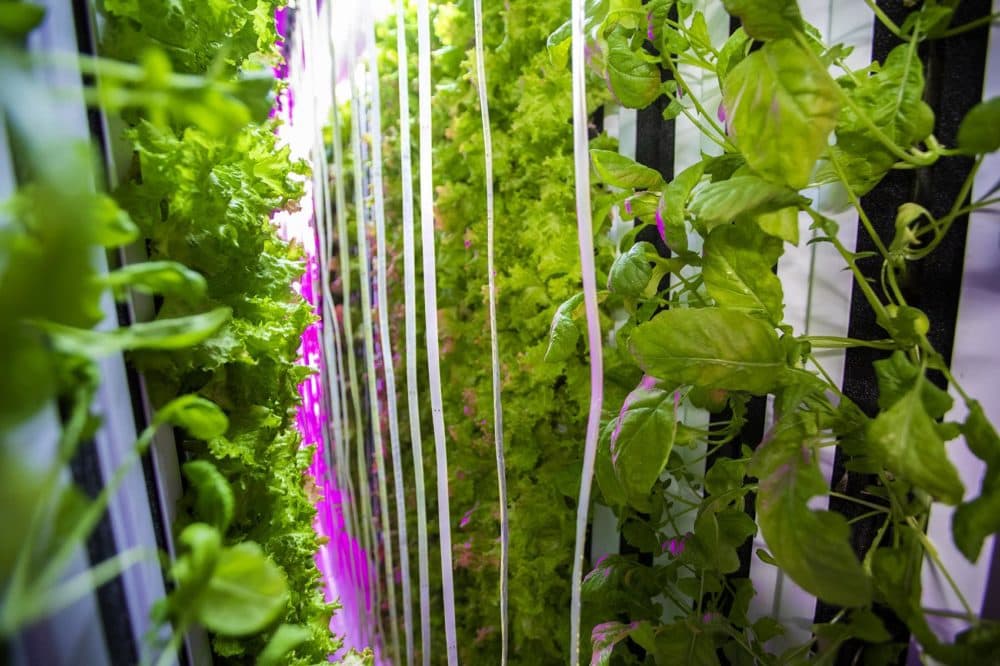Leafy greens grow vertically in a controlled environment using LED lights and a hydroponic system in the Freight Farm Leafy Green Machine. (Jesse Costa/WBUR)