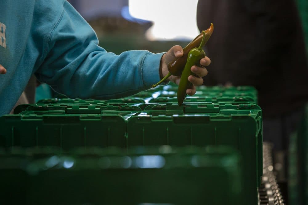 A volunteer at New Entry drops jalapeño peppers into a bin for CSA farm share orders for the Food Hub program. (Jesse Costa/WBUR)
