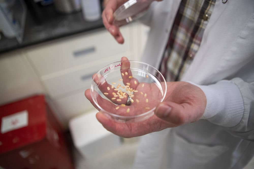 At Yield10 Bioscience, a Massachusetts company working on gene-edited crops, research associate Kieran Ryan holds a Petri dish of rice edited with the goal of boosting growth. (Photo: Jesse Costa/WBUR)