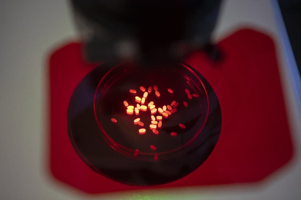 Grains of rice being checked for which ones glow. (Photo: Jesse Costa/WBUR)