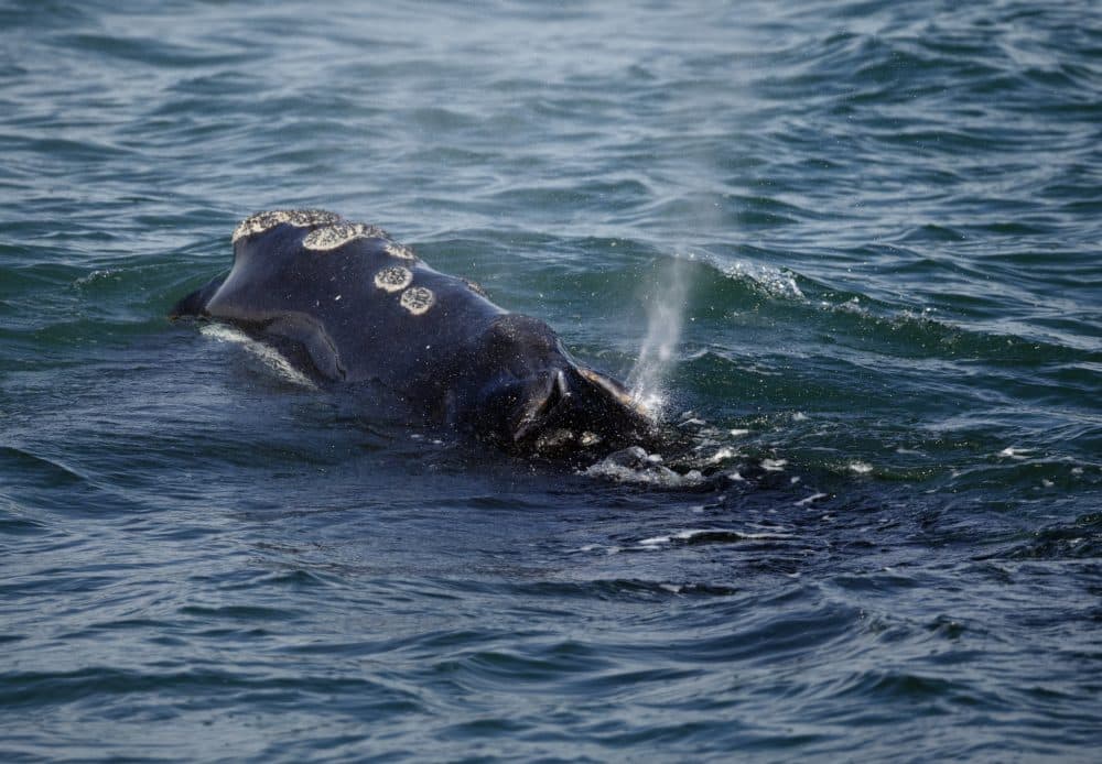 A North Atlantic right whale feeds on the surface of Cape Cod bay off the coast of Plymouth. (Michael Dwyer/AP)