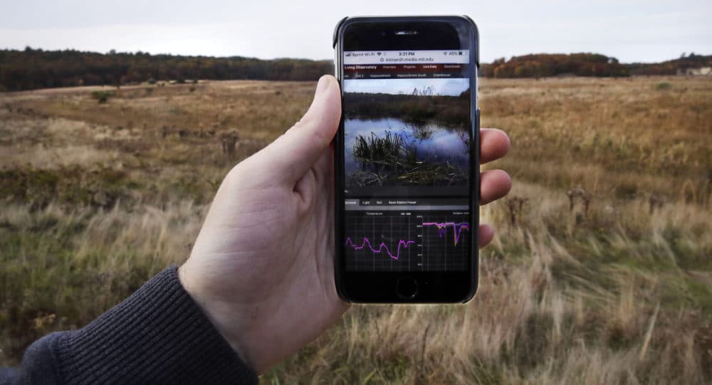 Brian Mayton, a research assistant at the MIT Media Lab Responsive Environment group, holds his phone receiving live stream video and audio data at Tidmarsh Wildlife Sanctuary in Plymouth. (Charles Krupa/AP)