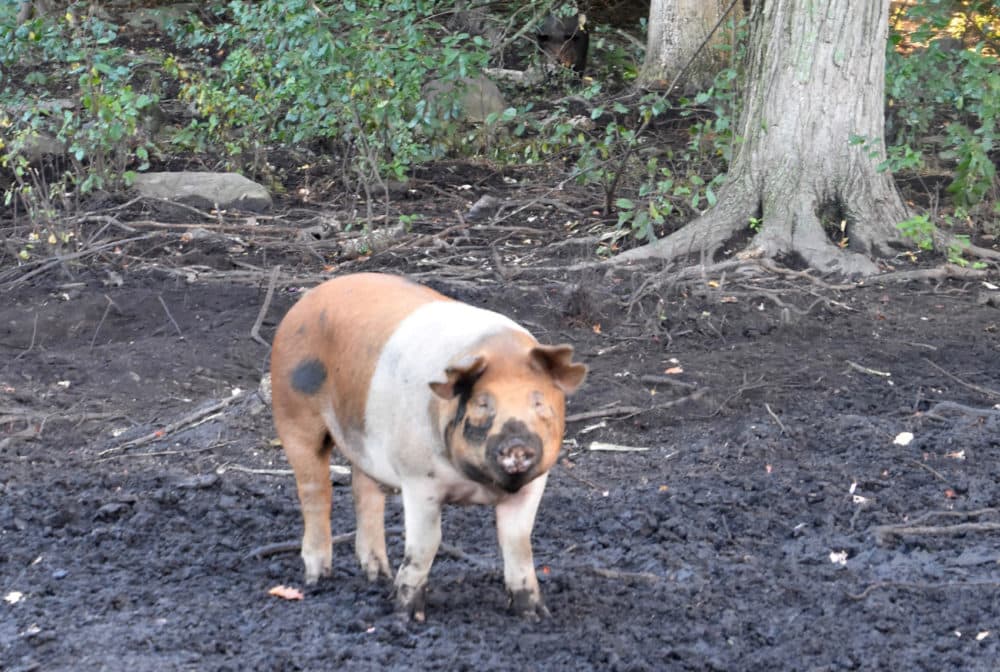 A pig on the organic farm dietitian Diana Rogers says is a model for what she hopes will be the future of sustainable meat agriculture. (Courtesy Diana Rogers) 