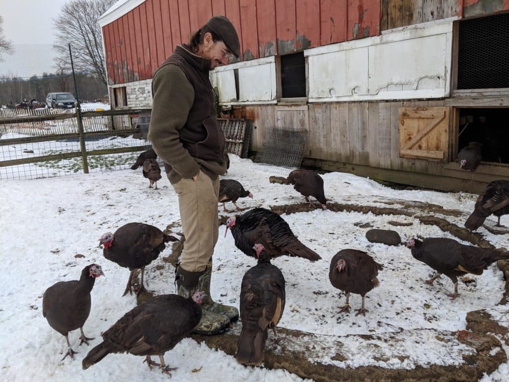 Chocolate turkeys circle around Jim Czack in their enclosure at his farm. (Annie Ropeik for NHPR)