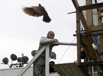 Former boxing great Mike Tyson watches racing pigeons fly near a rooftop coop in Jersey City, N.J. (AP/Mel Evans)