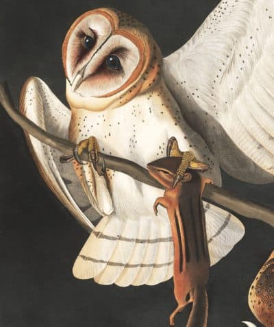 Coruja de celeiro por John James Audubon (Cortesia National Audubon Society)