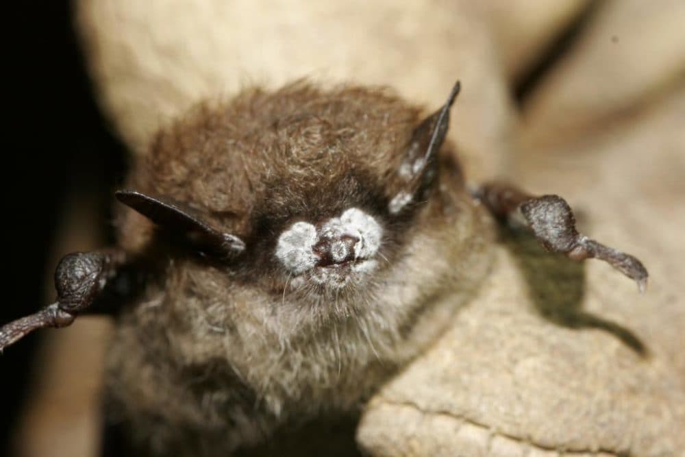 A little brown bat with white-nose syndrome photographed in 2008. (Courtesy of Ryan Von Linden/USFWS/New York Department of Environmental Conservation)