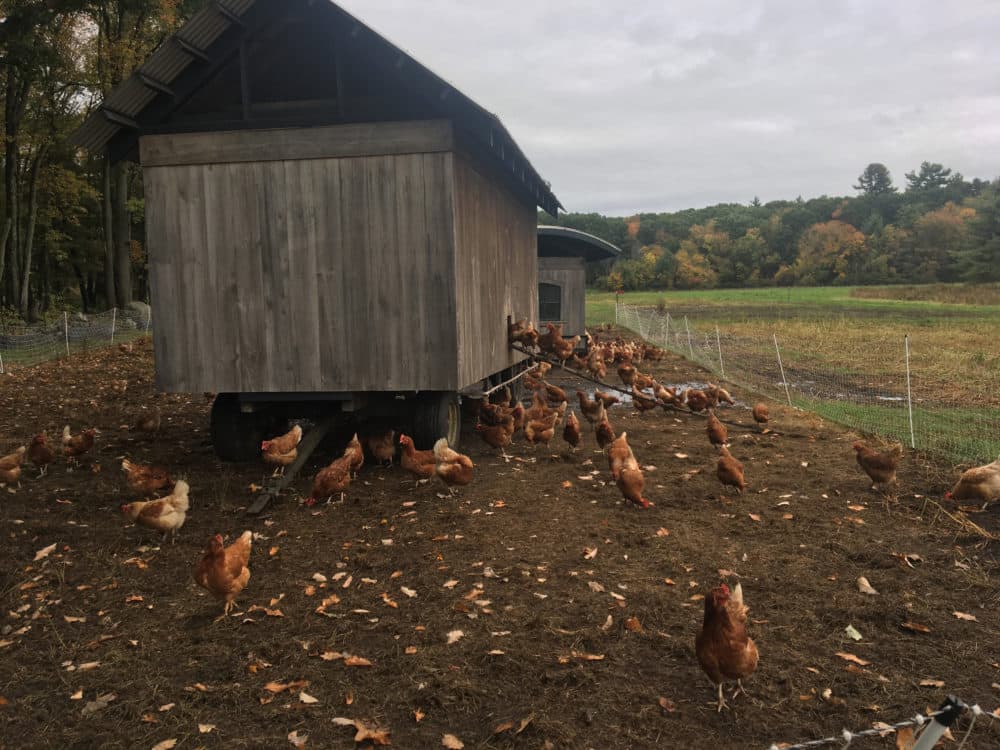 Chickens roam around their mobile coop at the farm in Carlisle, Mass. (Amory Sivertson/WBUR)
