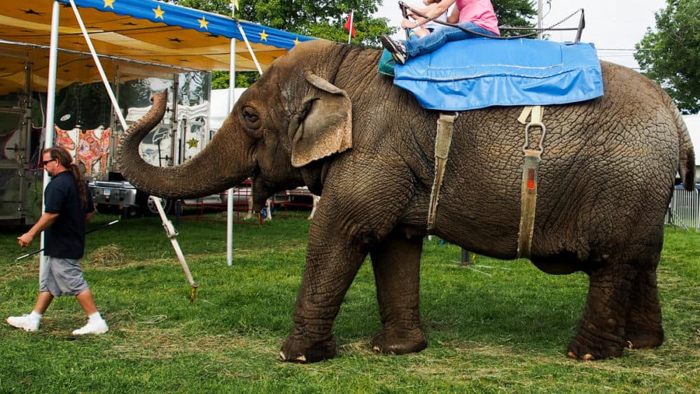 Tim Commerford leads his elephant Beulah and two customers at the Goshen Fair in Goshen, Connecticut, in August. (Ben James/NEPR)