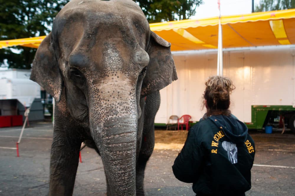 A Commerford employee stands next to the elephant Minnie at the Big E in October. (Ben James/NEPR)