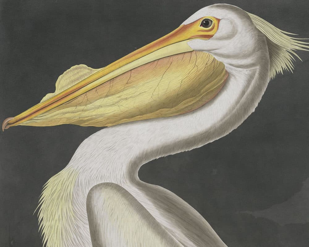 Um Pelicano de John James Audubon "Os pássaros da América"  (Cortesia da Sociedade Nacional Audubon)