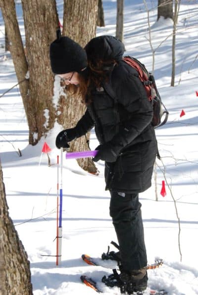 Pamela Templer measures soil frost depth in Hubbard Brook Experimental Forest in New Hampshire. (Courtesy Pamela Templer)