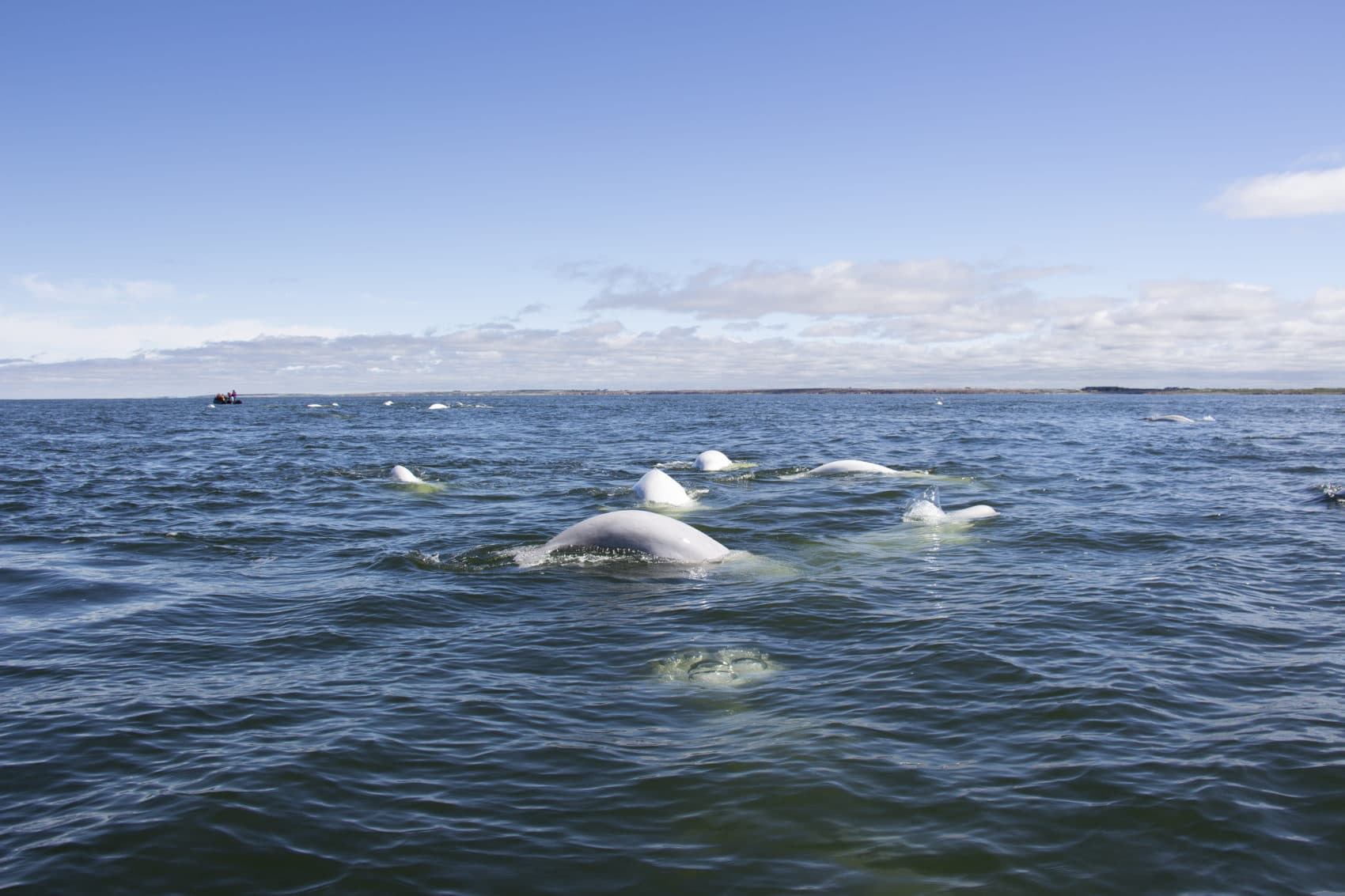 Beluga whales in the Hudson Bay. (Courtesy Allison Maria Rodriguez)