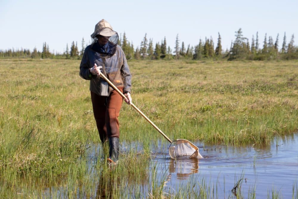 A teacher collects samples in Manitoba. (Courtesy Allison Maria Rodriguez)