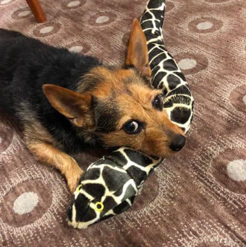 The author's pooch, Toby. (Courtesy)