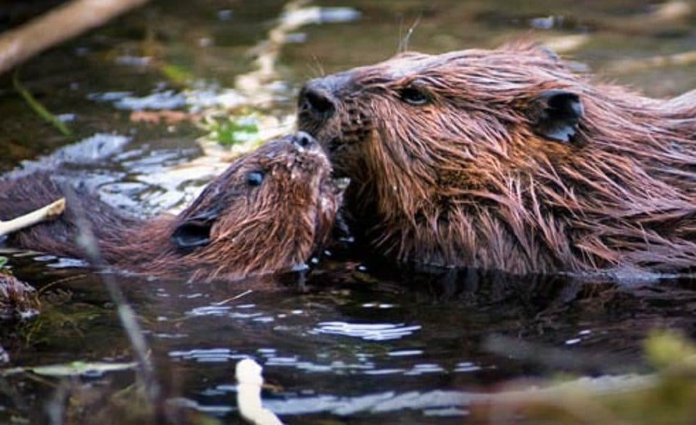 Beavers interact in the water. (National Park Service)