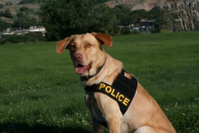 Legalization Is Putting Some Pot-Sniffing Police Dogs Out Of A Job