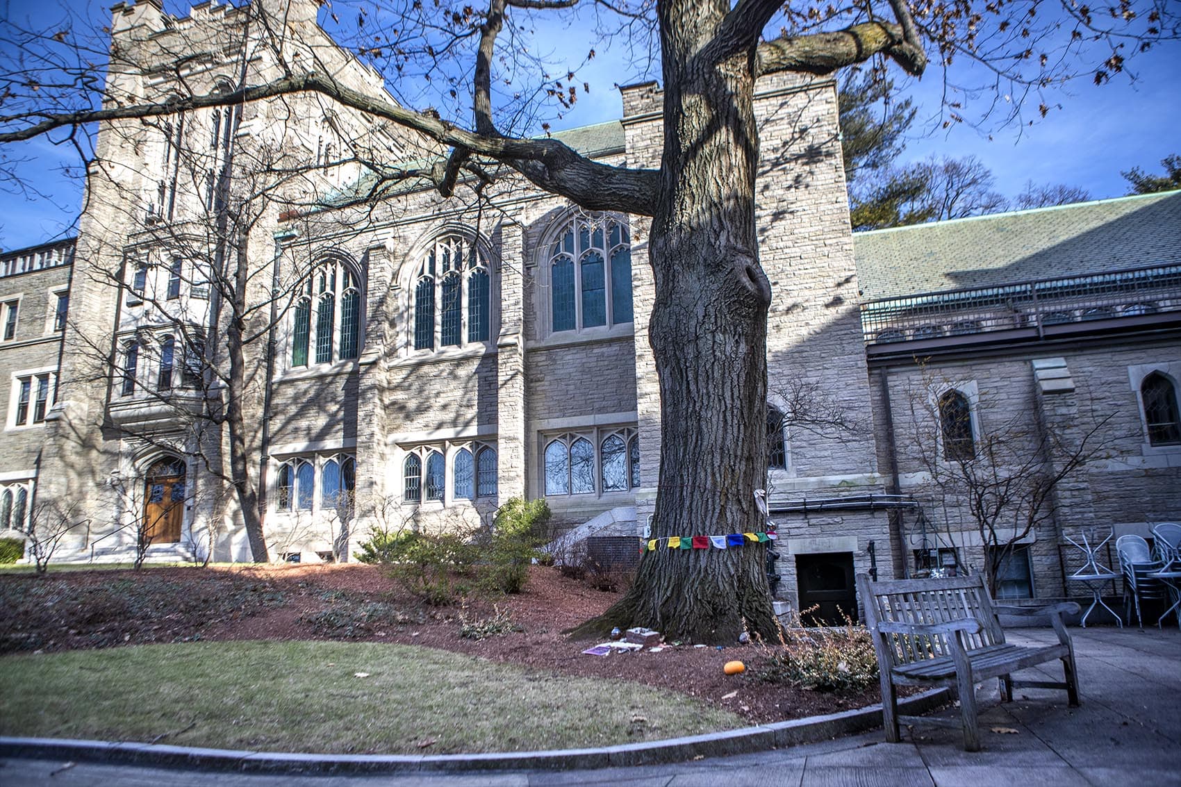 The large red oak tree is at the center of a debate at the Harvard Divinity School. The tree is slated for removal to make room to renovate and expand Andover Hall. (Jesse Costa/WBUR)