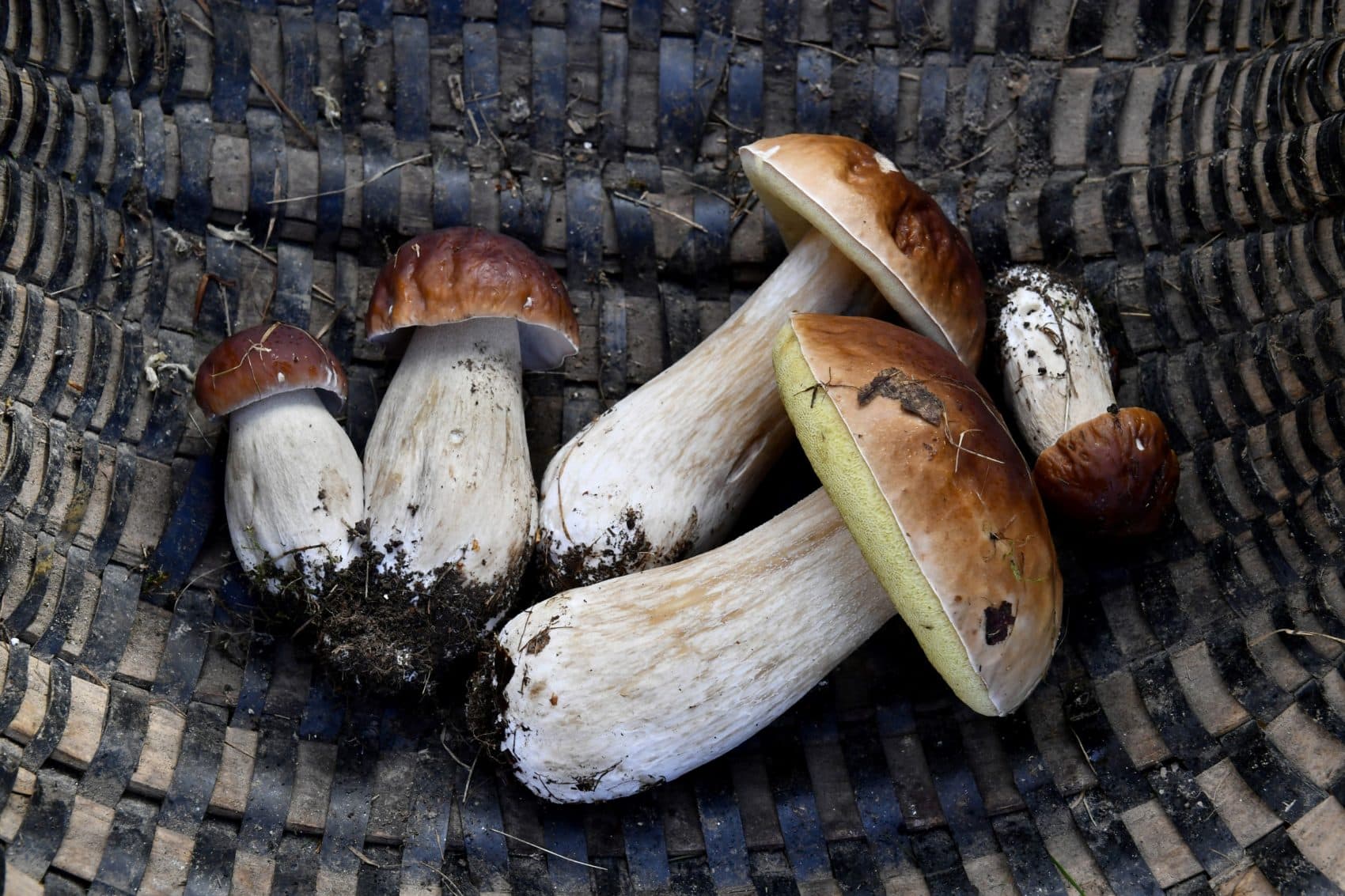 A basket of fresh ceps mushrooms pictured in Champs-Romain, France, on Nov. 9, 2018. (Nicolas Tucat/AFP/Getty Images)