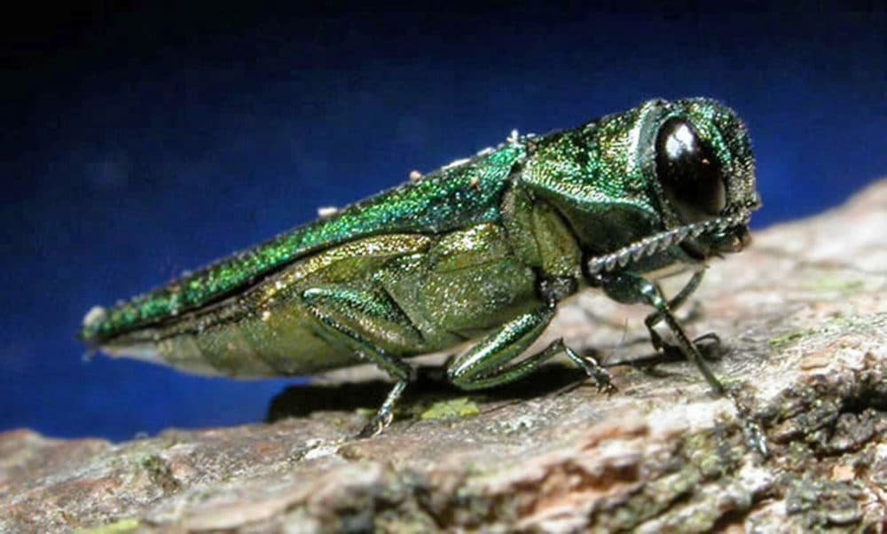 In this undated file photo provided by the Minnesota Department of Natural Resources, an adult emerald ash borer is shown. (Minnesota Department of Natural Resources via AP)