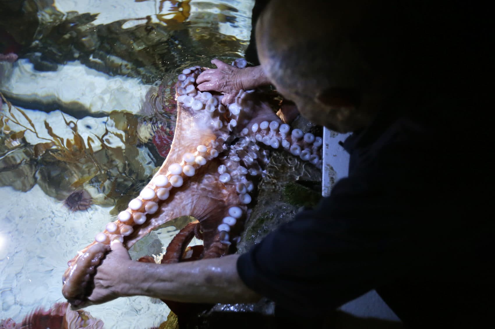 In this Jan. 3, 2019, photo, 84-year-old Wilson Menashi, of Lexington, Mass., interacts with an octopus at the New England Aquarium, in Boston. (Steven Senne/AP)