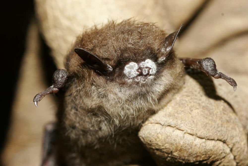 A little brown bat found in New York in 2008 with white-nose syndrome. (Ryan Von Linden/New York Department of Environmental Conservation)