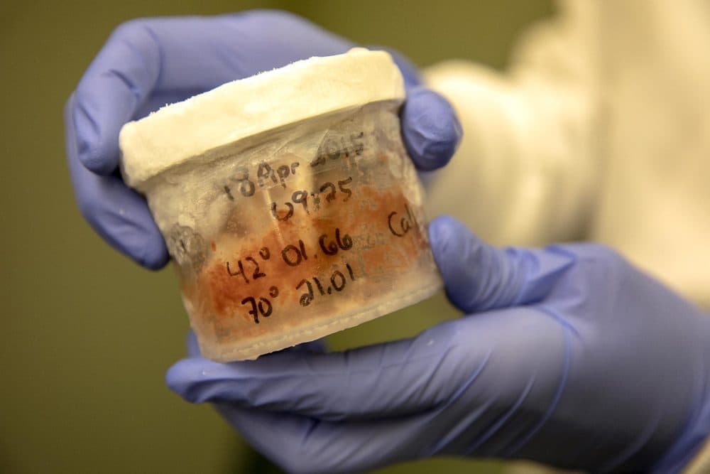 A sample of colorful right whale feces from the New England Aquarium's laboratory freezer (Robin Lubbock/WBUR)