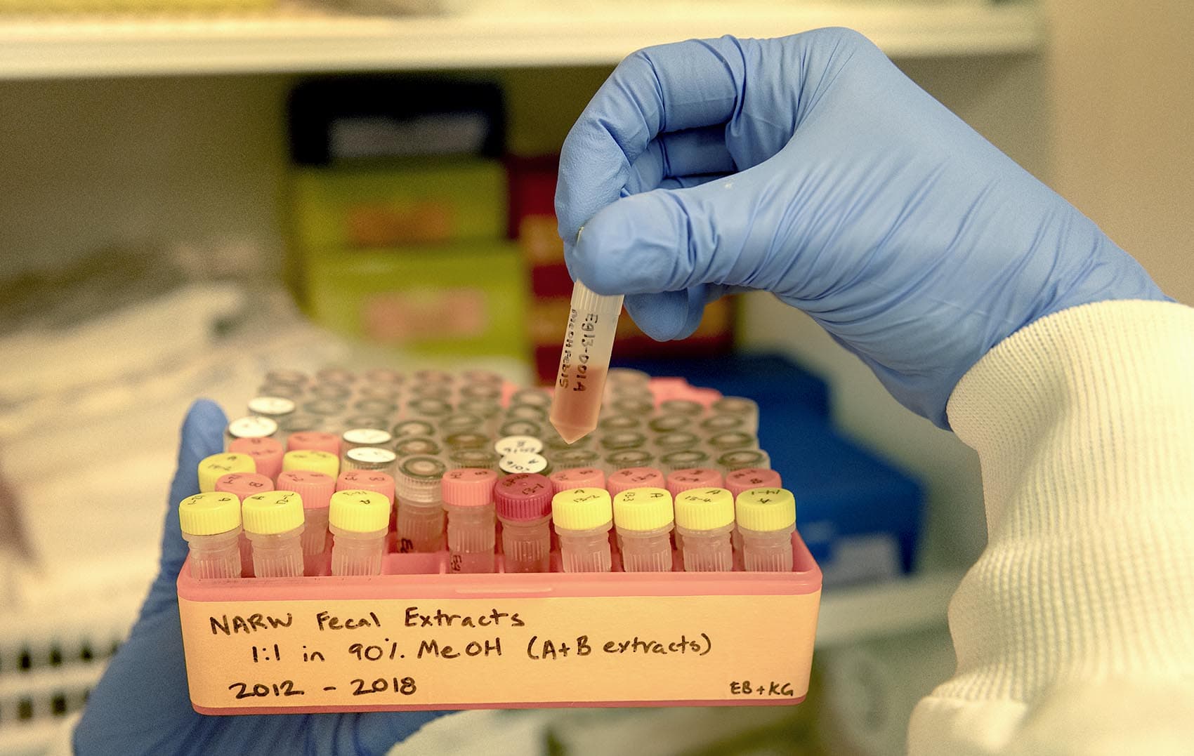 Fecal extracts from North Atlantic right whales, at the New England Aquarium (Robin Lubbock/WBUR)