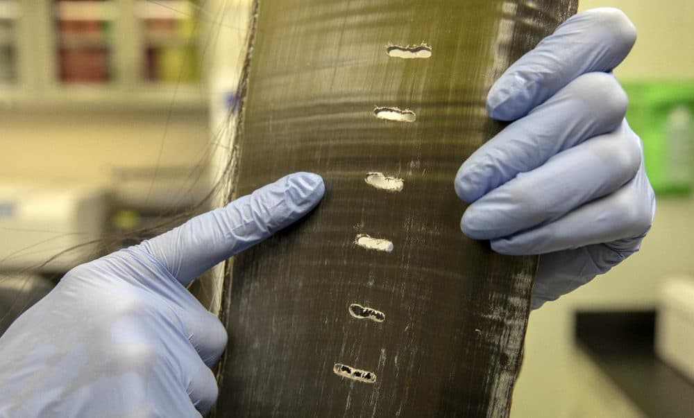 Holes in whale baleen, where NEAQ scientists have taken samples to study (Robin Lubbock/WBUR)