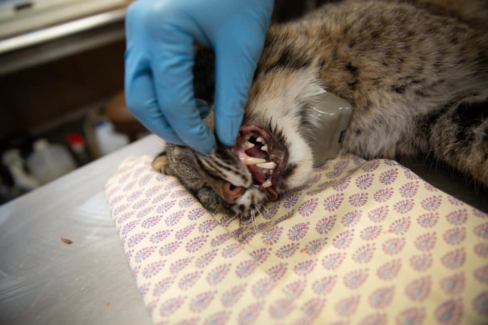 The bobcat's teeth are shown following the procedure. The cat was outfitted with a GPS collar, which will ping location data on the cat. (Patrick Skahill/CPR)