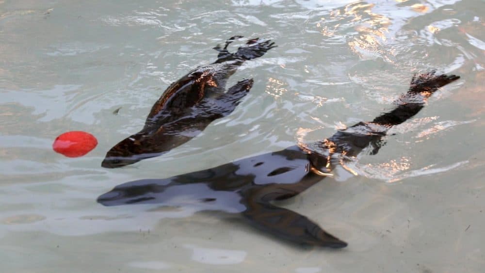 Fur seals being studied at the New England Aquarium. (Robin Lubbock/WBUR)