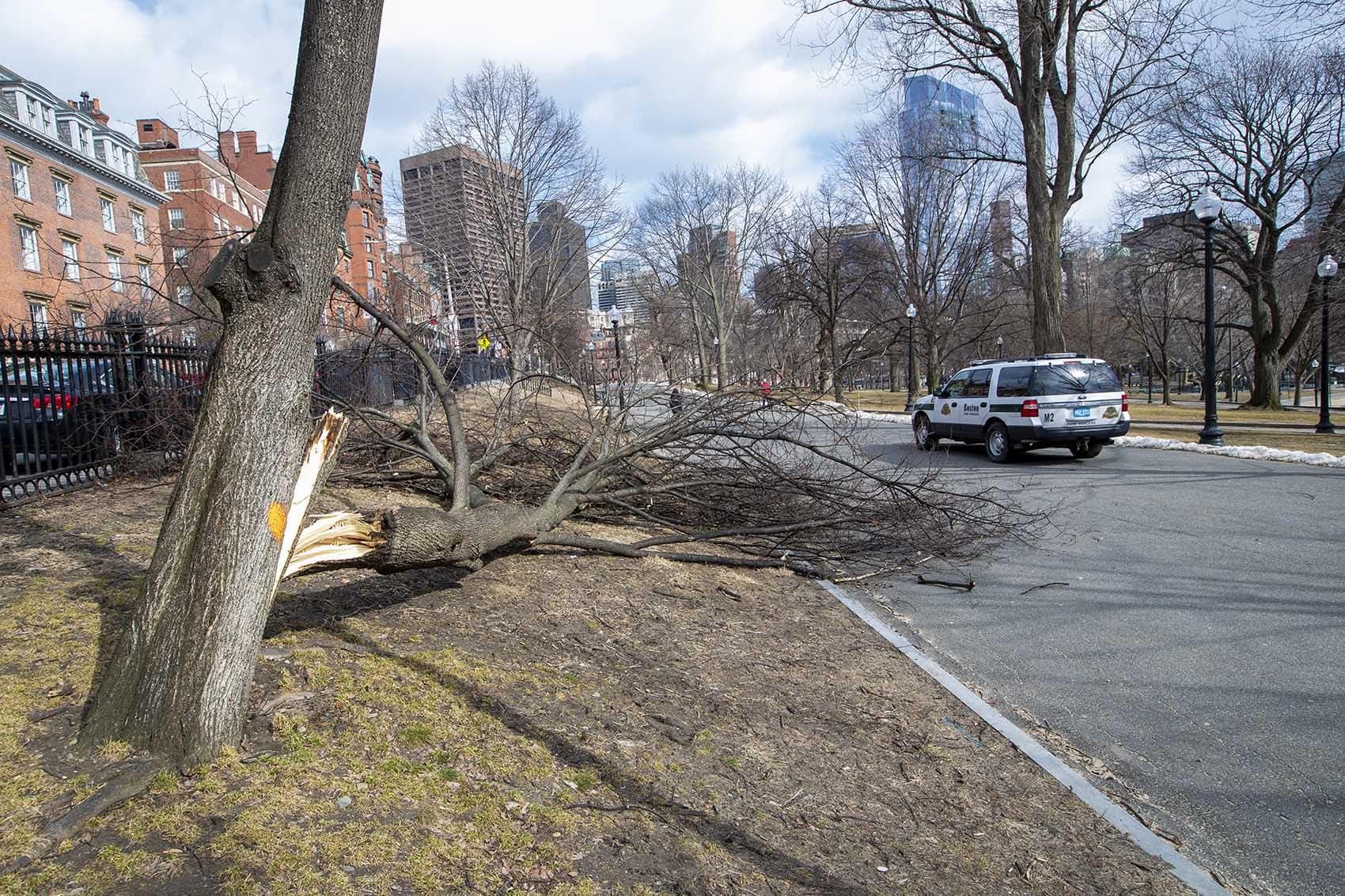 High Winds Knock Out Power For Nearly 70,000 Mass. Customers | WBUR News