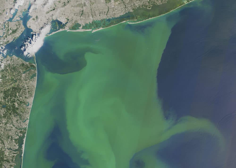 This NASA satellite photo shows a large bloom of phytoplankton off the New York and New Jersey coast in August 2015. (NASA via AP)
