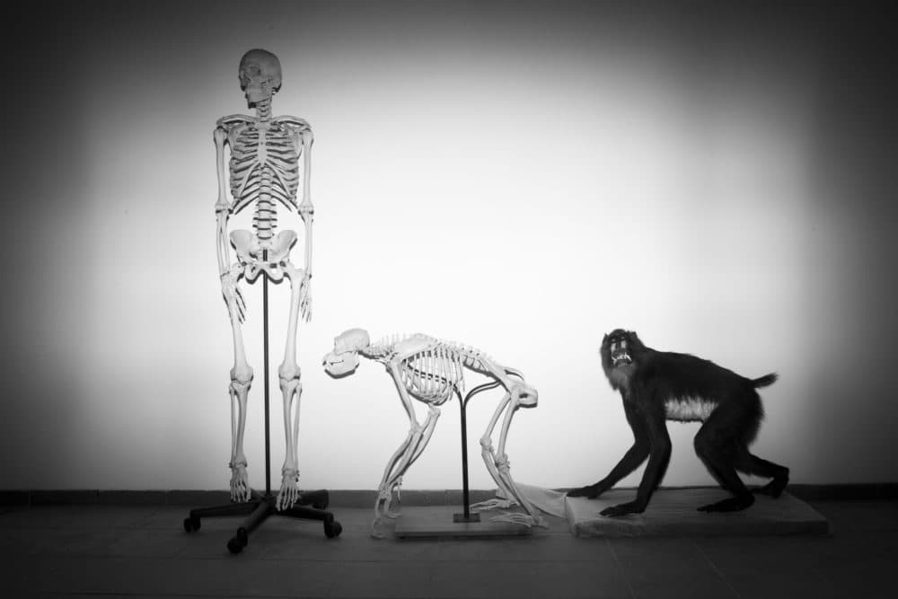 Skeletons of a human and a monkey await installation at the Steinhardt Museum of Natural History in Tel Aviv, Israel on Monday, Feb 19, 2018. (Oded Balilty/AP)