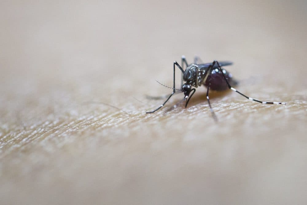 Scientists say they may have found a way to curb the appetite of blood-sucking mosquitoes — by using human appetite suppressants. (Ye Aung Thu/Getty Images)