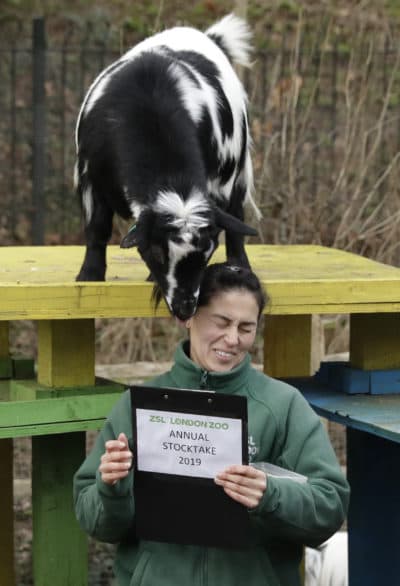 Goats can’t throw footballs!/Cloven hooves prevent good grips./Brady not a goat! (Matt Dunham/AP)