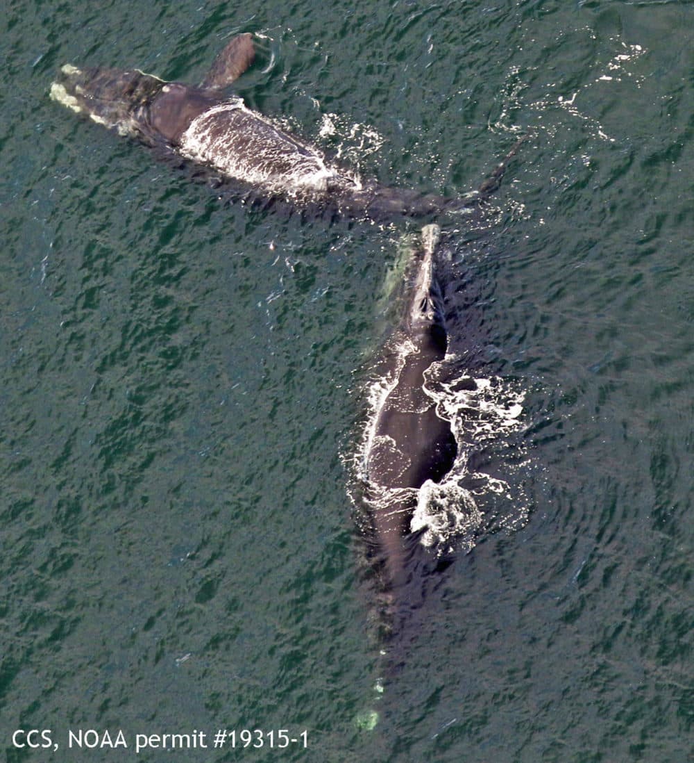 Right whale named Platypus in 2004. Center for Coastal Studies images taken under NOAA permit #19315-1 (Courtesy of Center for Coastal Studies)