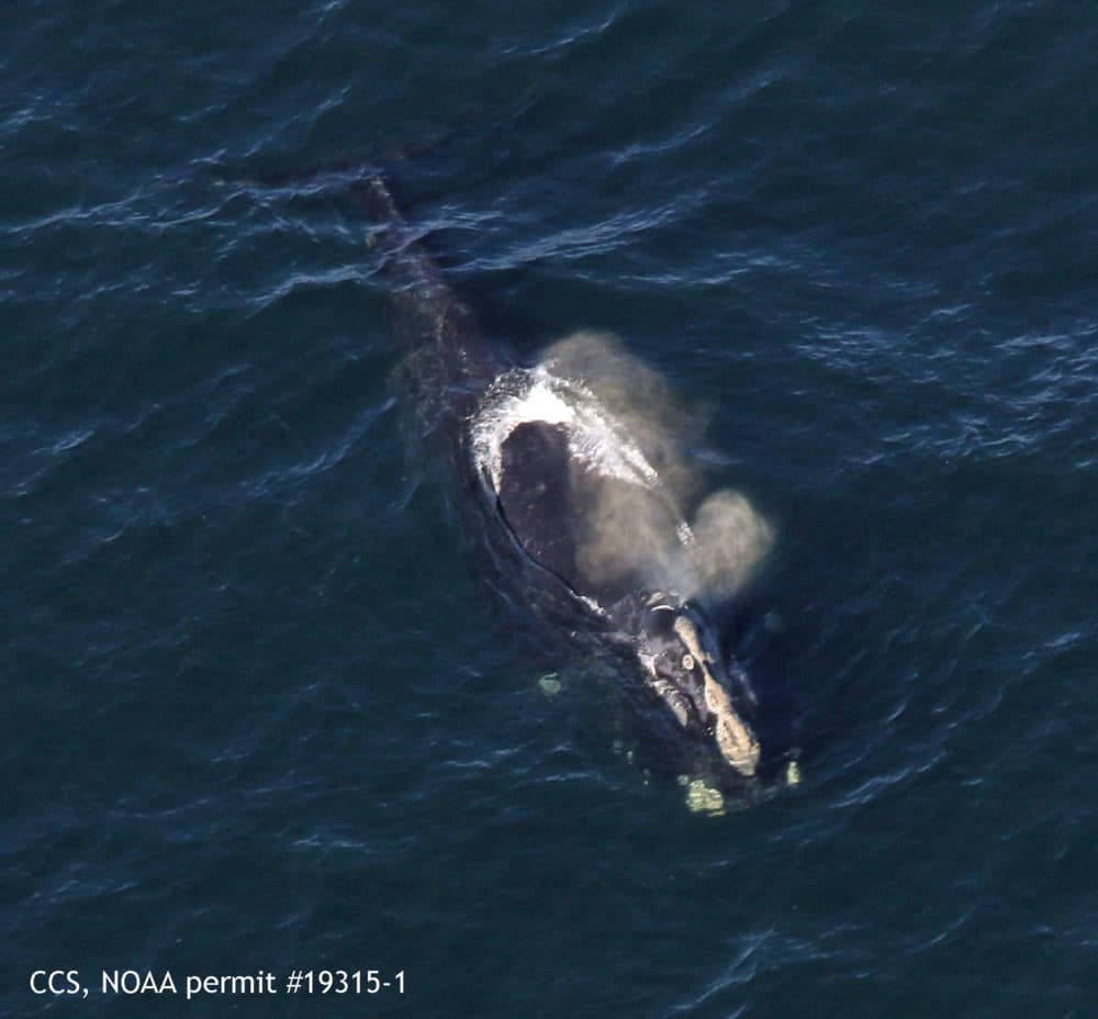 Fiddle swims in Cape Cod Bay. Center for Coastal Studies images taken under NOAA permit #19315-1 (Courtesy of Center for Coastal Studies)