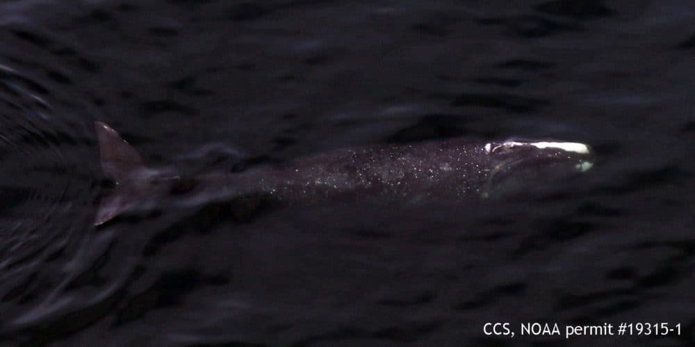 Manta swims in Cape Cod Bay. Center for Coastal Studies images taken under NOAA permit #19315-1 (Courtesy of Center for Coastal Studies)