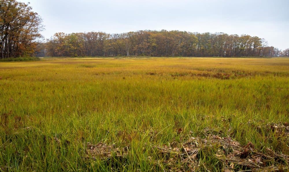 The marshes at Mass. Audubon's Rough Meadows Wildlife Sanctuary in Rowley (Robin Lubbock/WBUR)