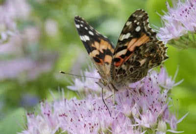Why Millions Of Painted Lady Butterflies Are Migrating Through California
