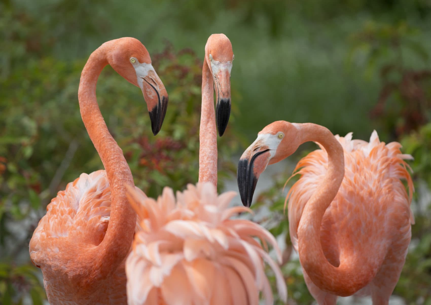 American flamingos gather in their exhibit space at Zoo Miami om July 15, 2016. (Wilfredo Lee/AP)