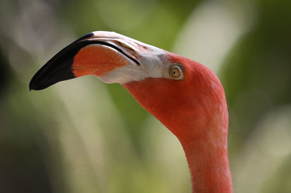 A flamingo is seen at Jungle Island. (Joe Raedle/Getty Images)