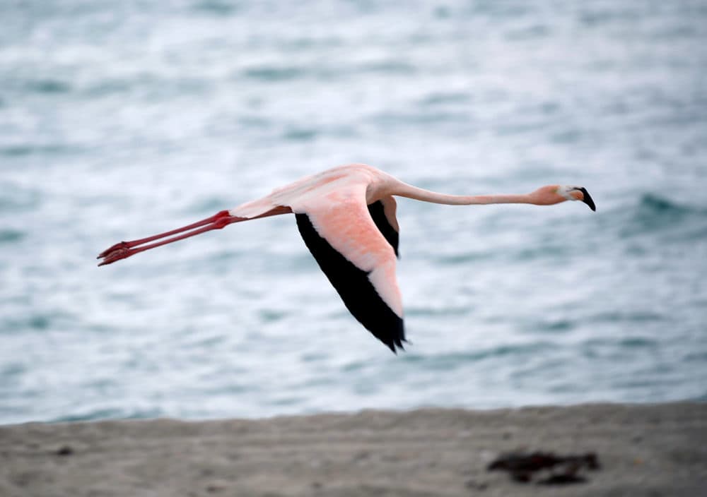 A lone pink flamingo flies along Haulover Beach in Miami Beach, Florida. (Joe Raedle/Getty Images)